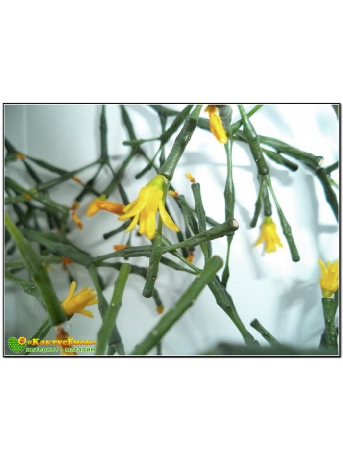 Хатиора саликорниоидес