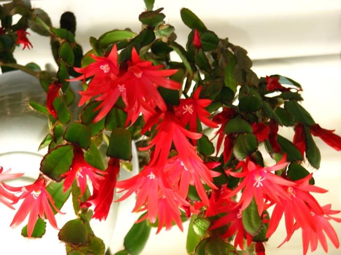 Шлюмбергера декабрист зигокактус