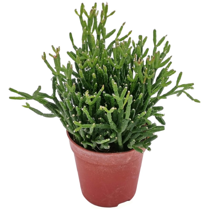 Рипсалис барчела