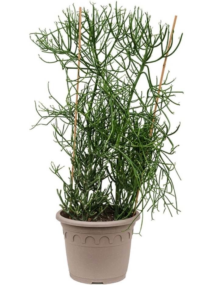 Эуфорбия тирукалли