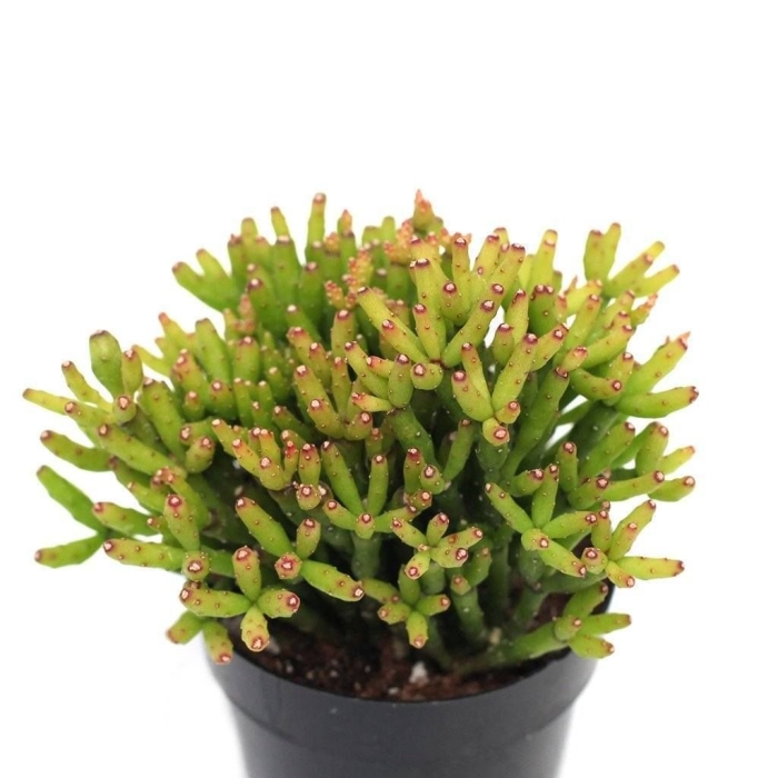 Rhipsalis burchellii