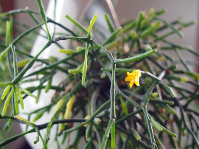 Хатиора солеросовая