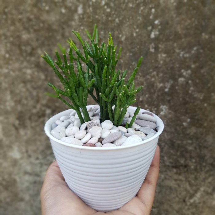 Хатиора солеросовая