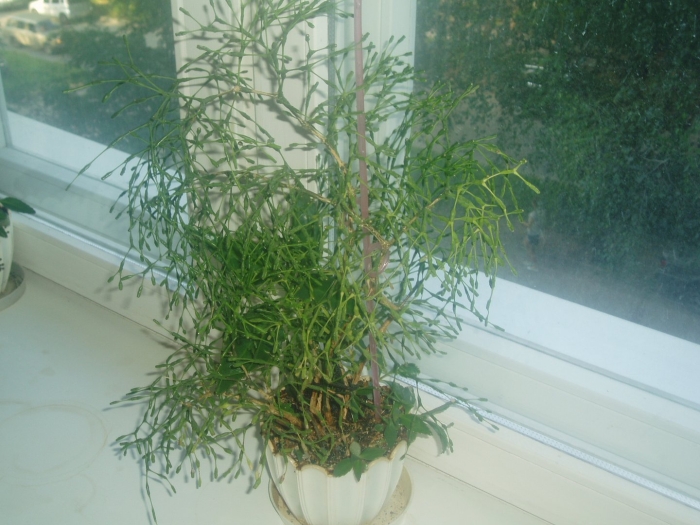 Хатиора палочник