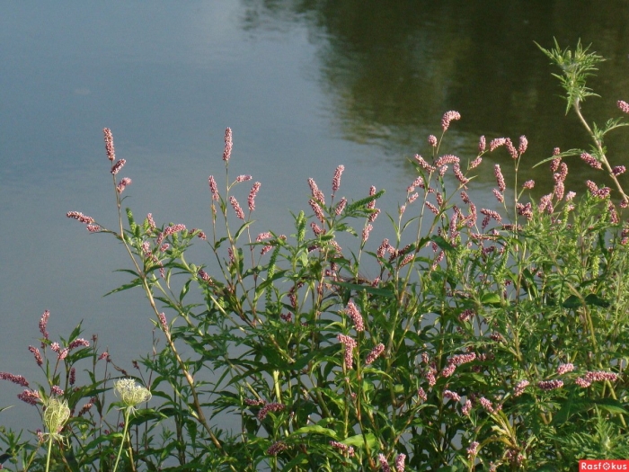 Горец перечный водяной перец трава