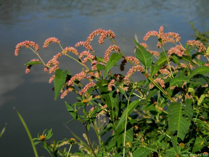 Водяной перец (polygonum hydropiper)