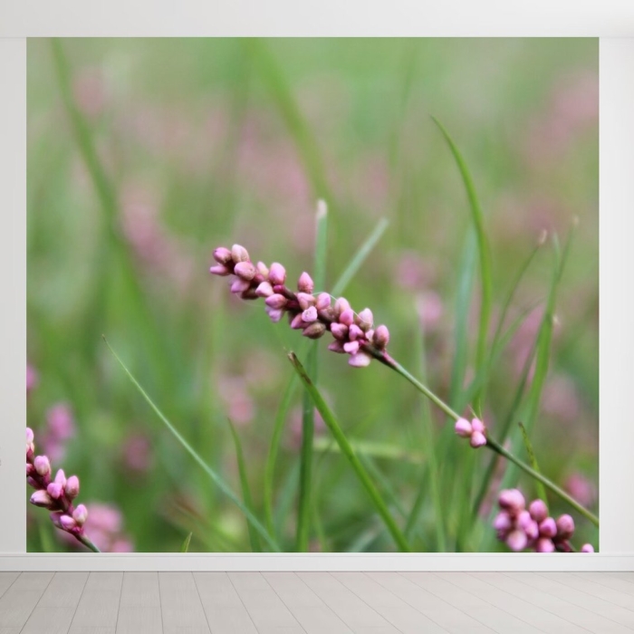 Горец перечный трава