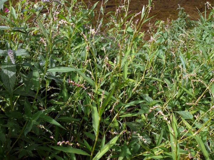 Водяной перец (polygonum hydropiper)