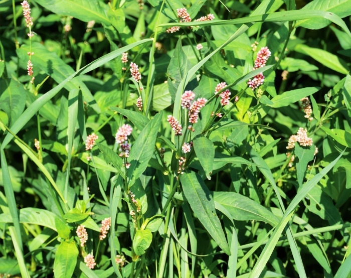 Горец почечуйный трава