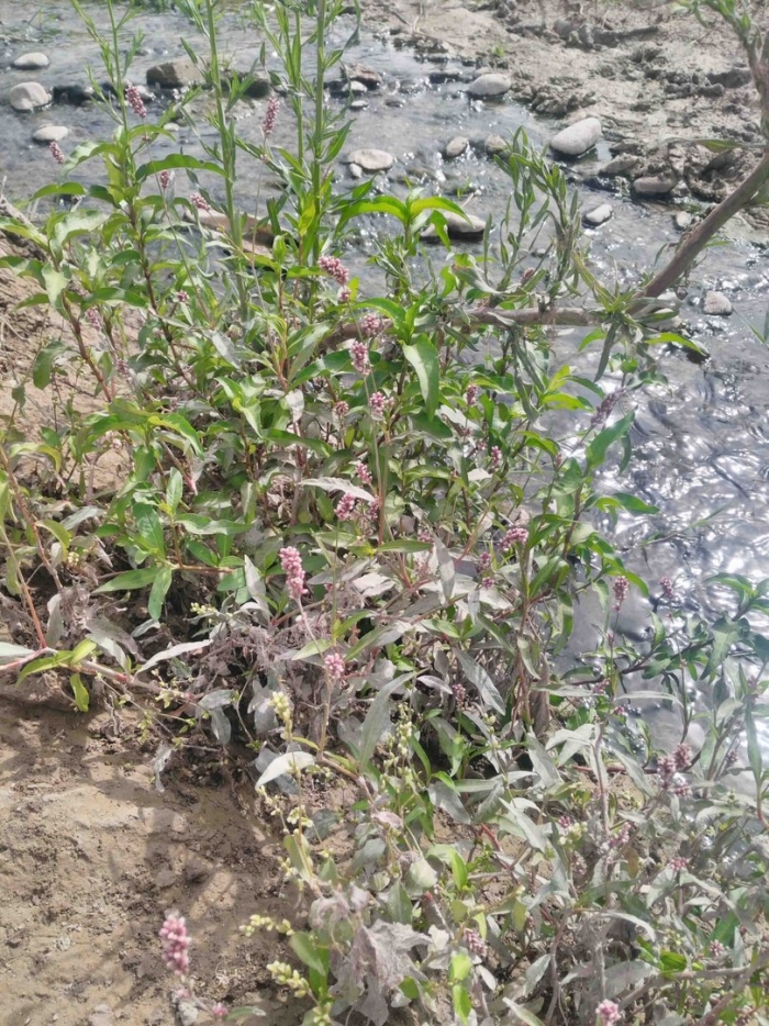 Горец перечный - polygonum hydropiper