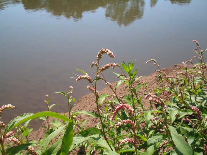 Водяной перец