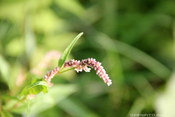 Горец почечуйный