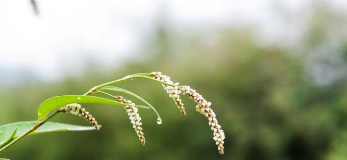 Горец перечный - polygonum hydropiper