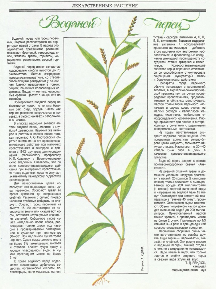 Водяной перец трава