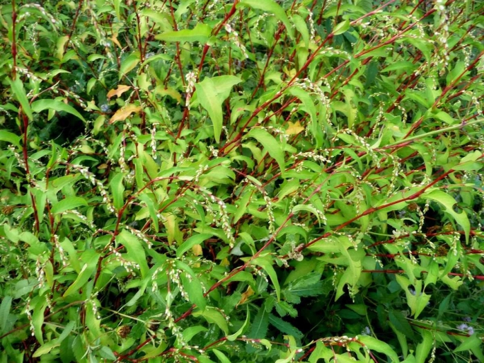 Горец перечный растение