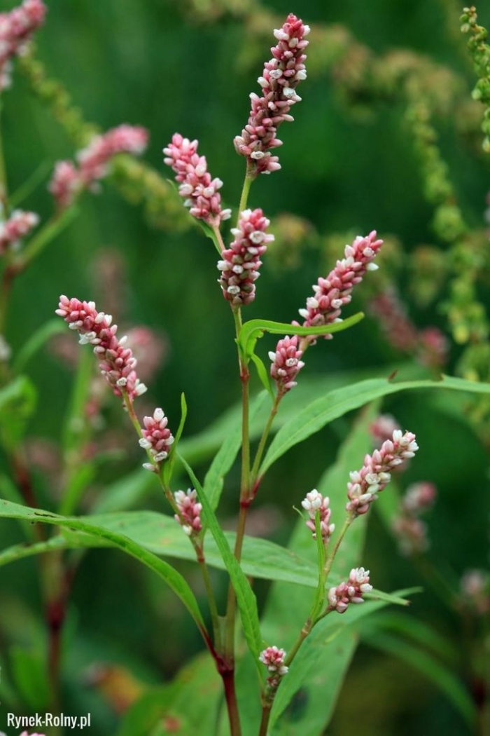 Сорняк горец почечуйный