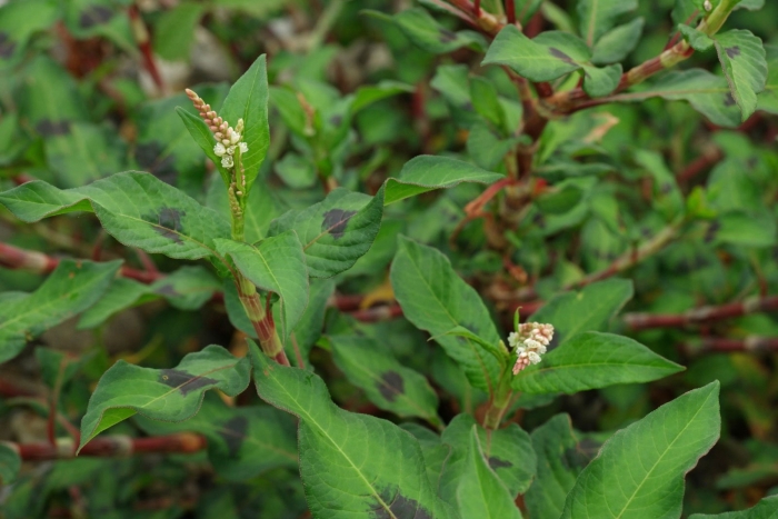 Persicaria lapathifolia