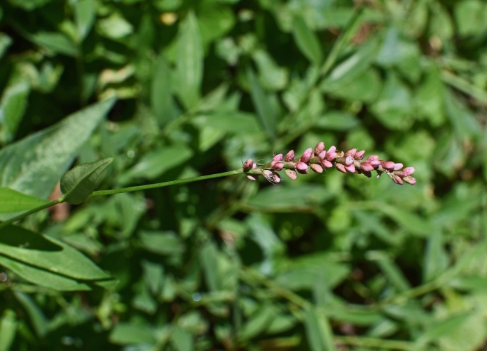 Горец почечуйный (polygonum persicaria)