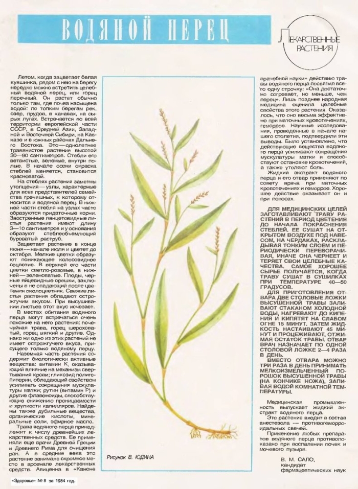 Горец перечный