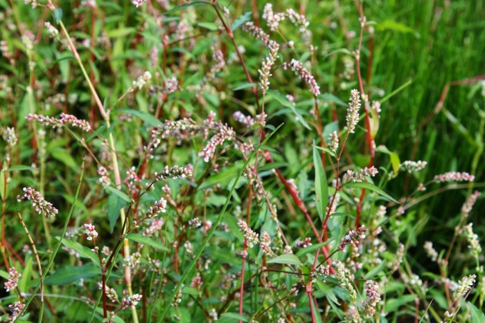 Горец перечный водяной перец
