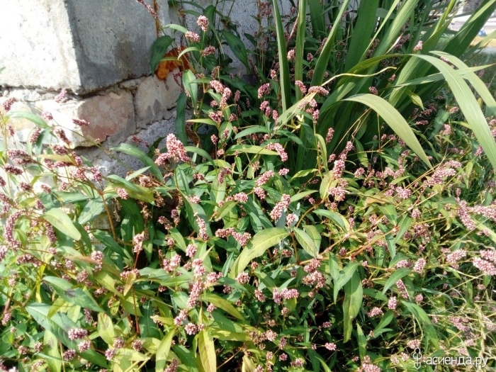 Горец почечуйный растение