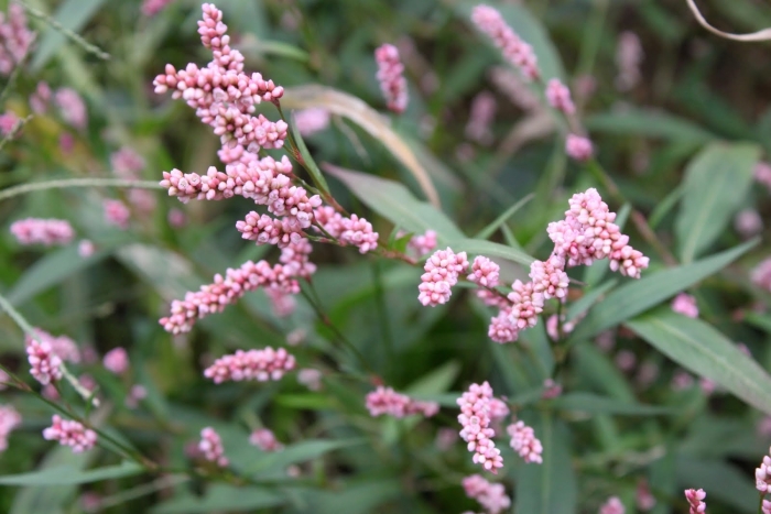 Горец почечуйный (polygonum persicaria)