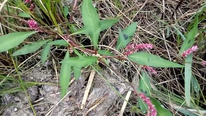 Горец перечный