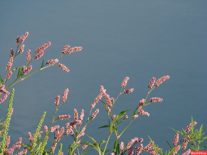 Persicaria praetermissa