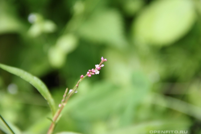 Горец почечуйный