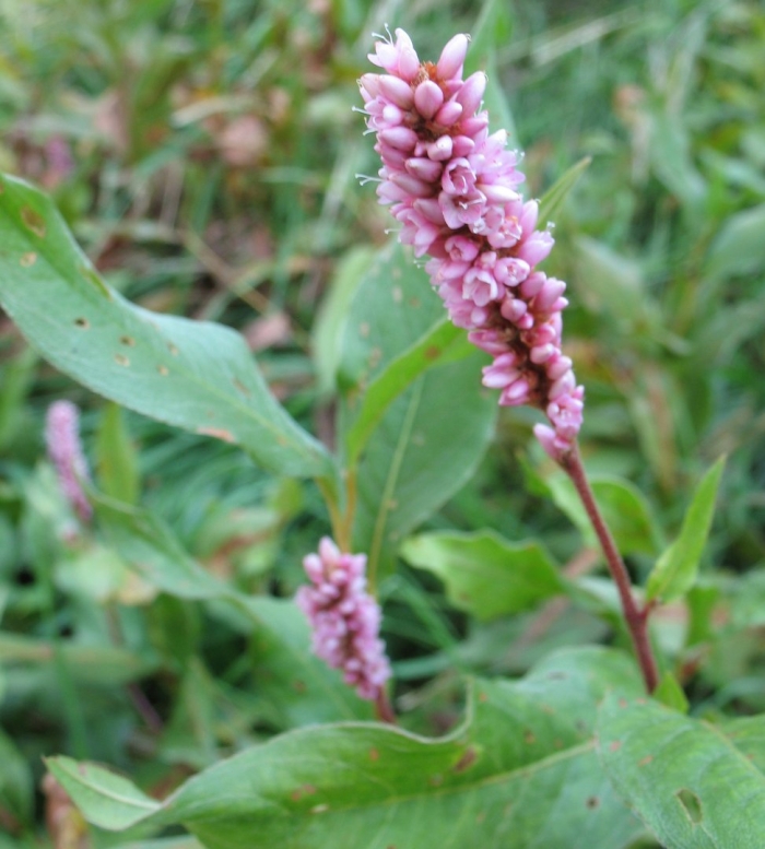 Горец persicaria (polygonum)