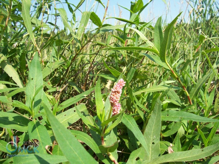 Persicaria amphibia