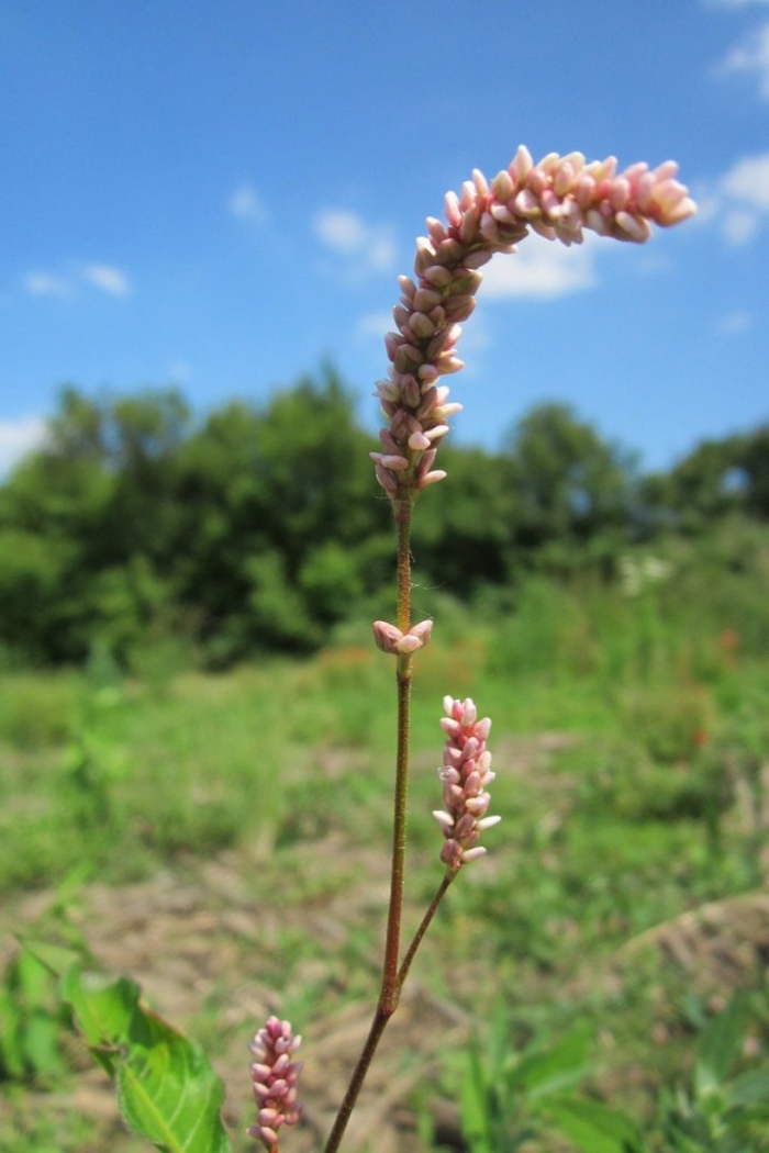 Persicaria maculosa
