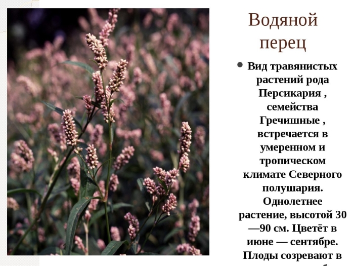 Семейство гречишные горец