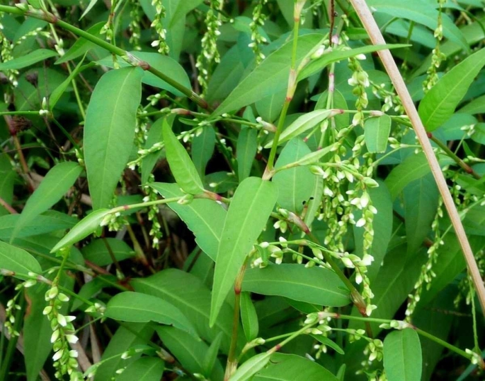 Горец перечный водяной перец трава