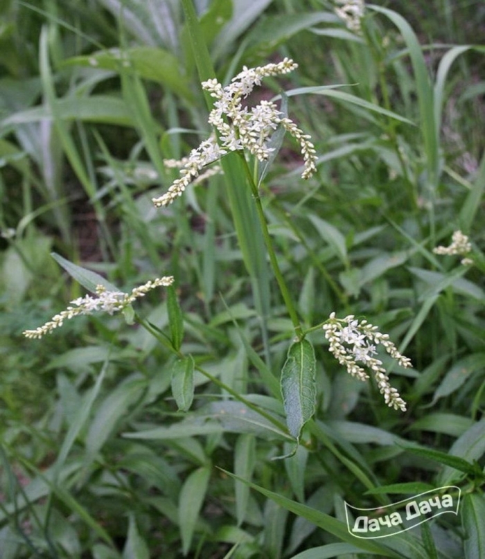 Аконогонон альпийский горец
