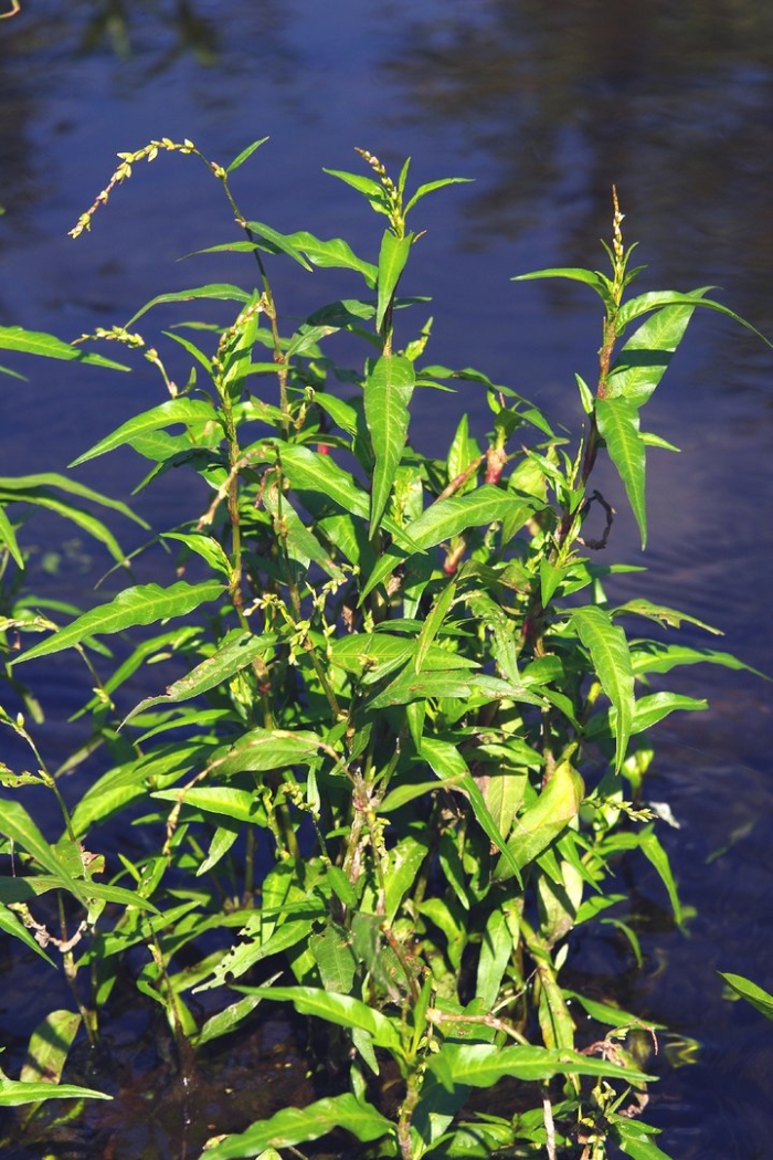 Горец перечный - polygonum hydropiper