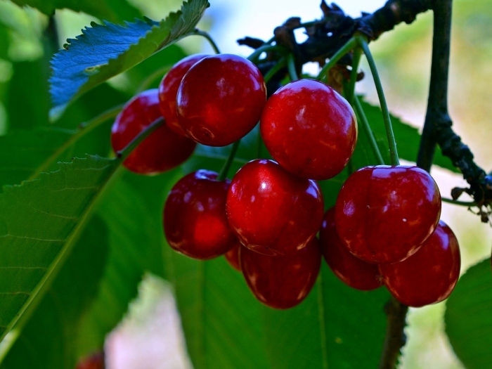 Черешня дрогана красная