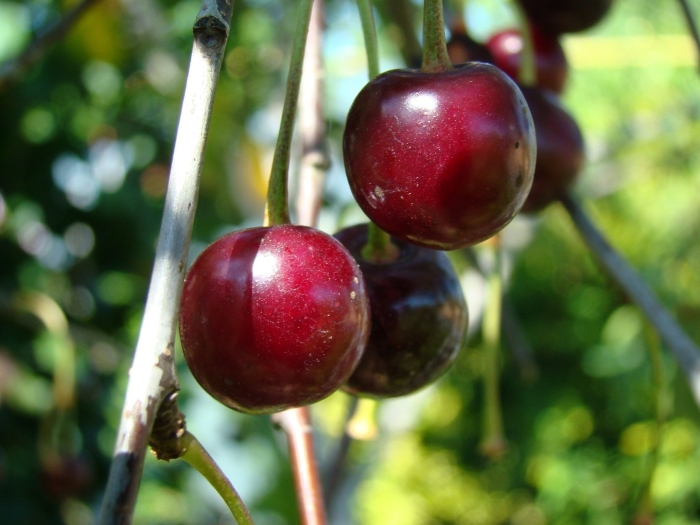 Вишня сорт радонеж