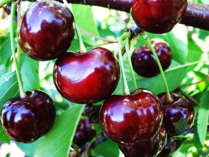 Дюк черевишня