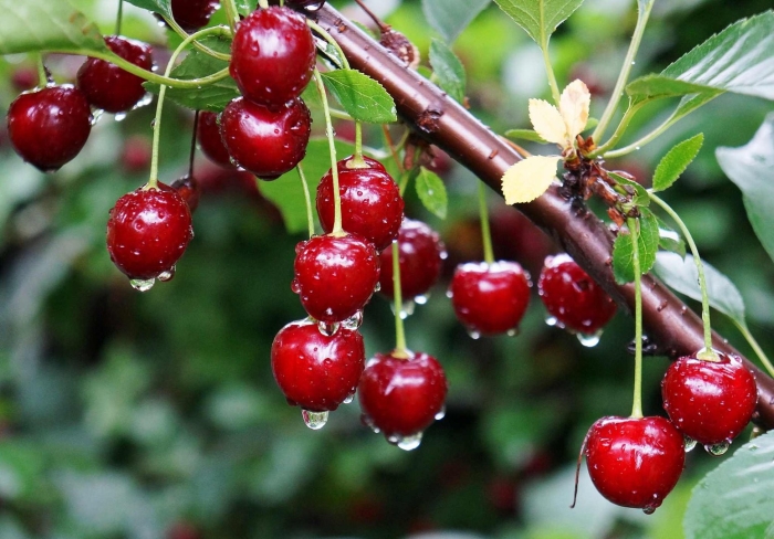 Вишня гриот белорусский