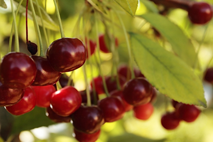 Дюк чудо вишня