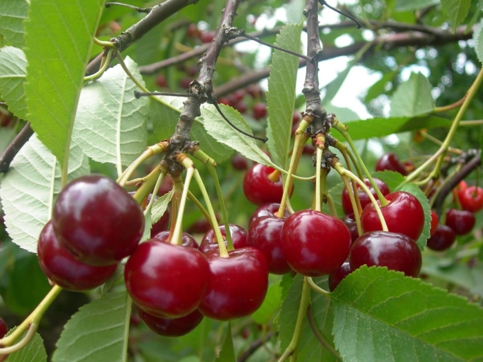 Вишня обыкновенная