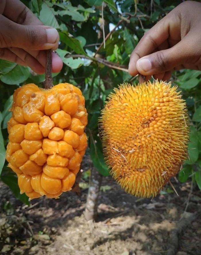 Artocarpus hirsutus