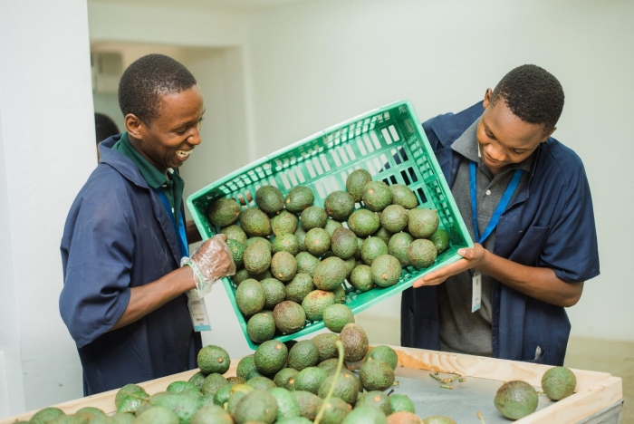 Авокадо колумбия