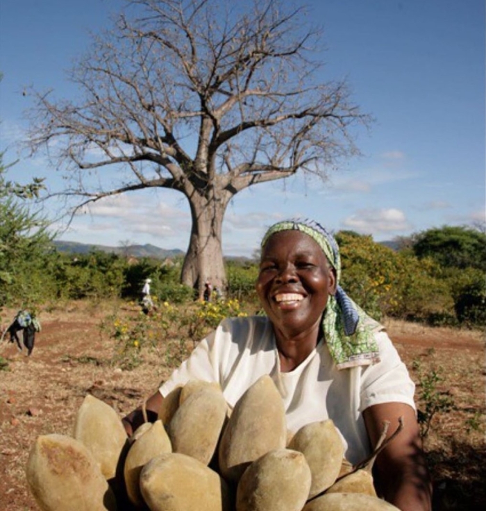 Баобаб африканский