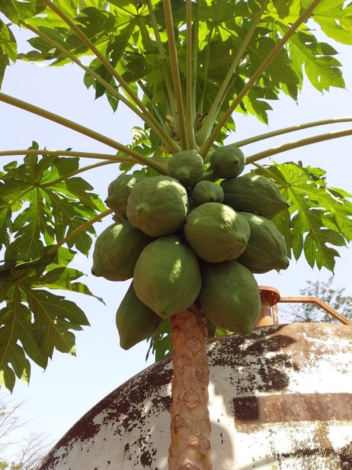 Папайя дынное дерево