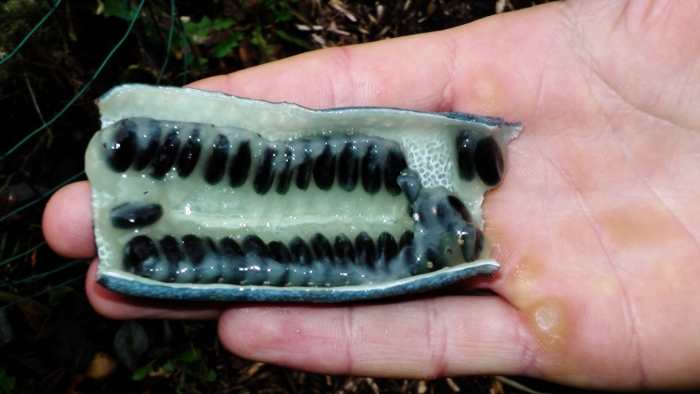 Кивано африканский огурец