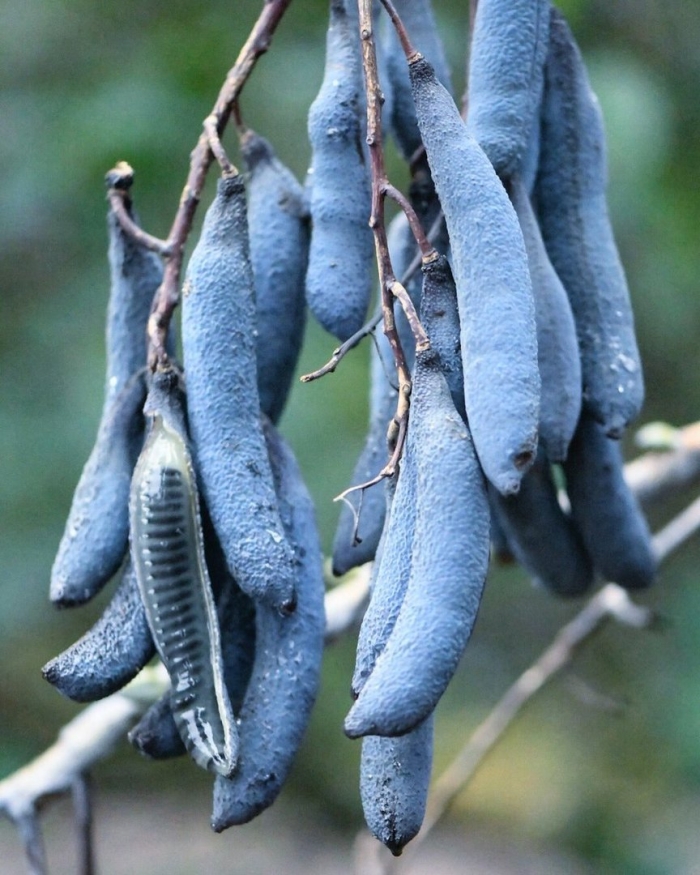 Голубая ягода