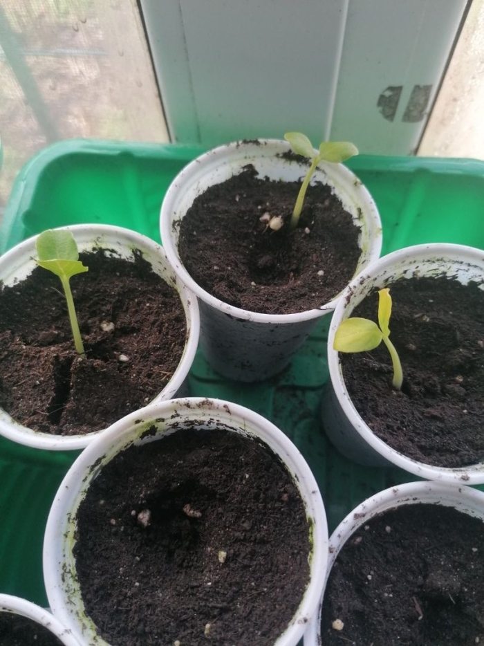 Огуречная рассада вытянулась