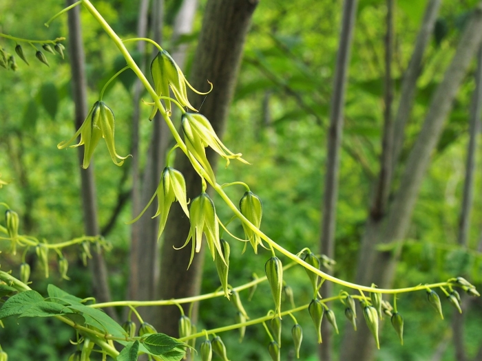 Клематис княжик